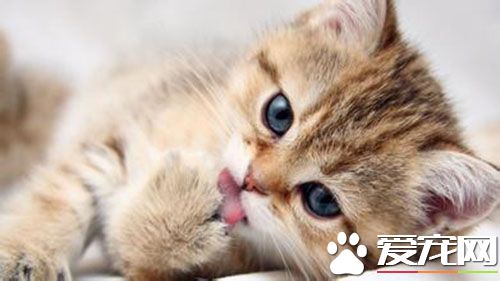 母猫什么时候绝育好 在母猫8个月之后绝育
