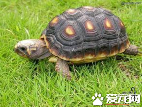 红腿陆龟的价格 4CM到8CM的在在350元到600元