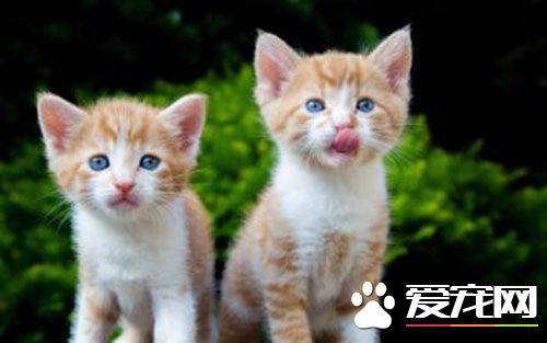 母猫做绝育多少钱 母猫绝育一共需要500元左右