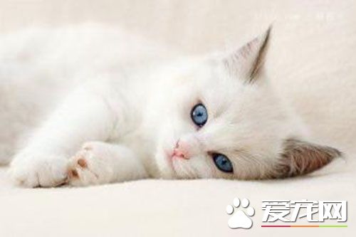 猫为什么要做绝育 母犬发情时被公犬追
