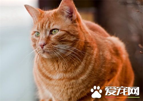 猫为什么叫猫 大概秦汉之际开始用猫这个字