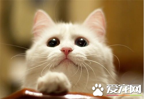 给母猫做绝育手术 给猫做绝育手术的好处