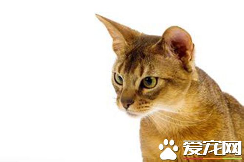 母猫需要绝育吗 猫咪绝育的好处是什么