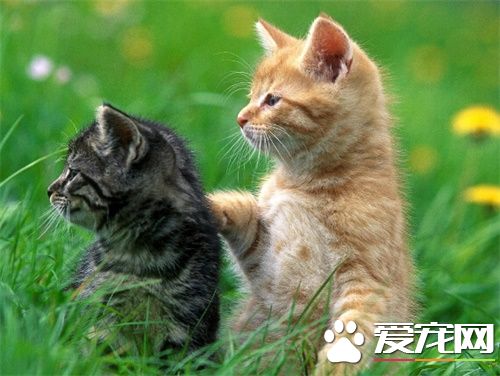 母猫不做绝育手术 绝育手术避免发情引起的困扰