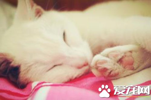 猫做绝育好吗 猫绝育手术应该注意哪些方面