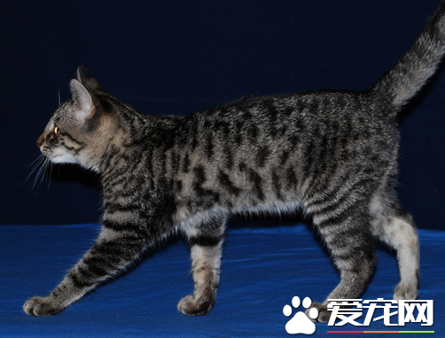 猫做完绝育手术 猫咪绝育手术后注意事项