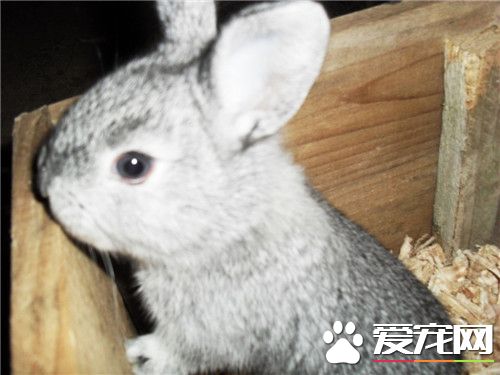 兔子球虫病症状 兔子球虫病的防治措施