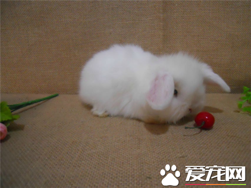 兔子多少钱一只 不同品种兔子价格都不相同