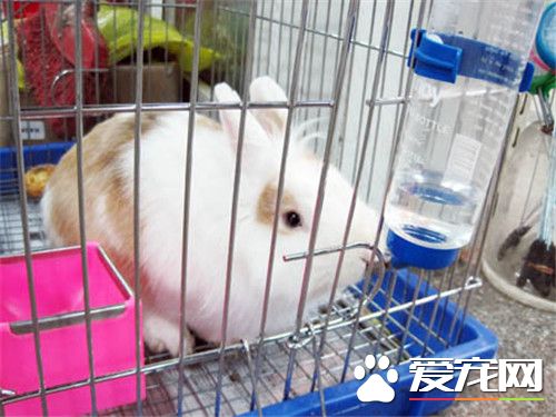 兔子怀孕的症状 母兔怀孕检查的方法是摸胎