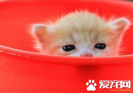 怎么给猫做绝育 猫做绝育后有什么影响