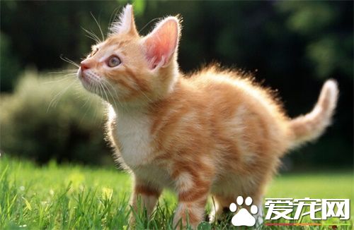 母猫做绝育好不好 母猫做绝育会有那些不同