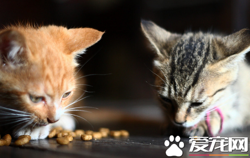 母猫要做绝育吗 做绝育手术可降低疾病