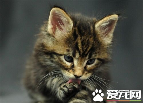 母猫发情期能做绝育吗 母猫绝育手术好处多多