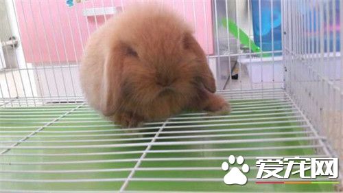 兔子笼子多少钱 一般笼子需要80厘米左右