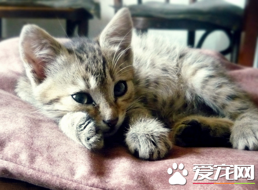 猫做绝育手术费用 绝育手术费用在200-300之间