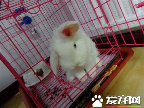 兔子牙怎么矫正 可以采用无托槽隐形矫正