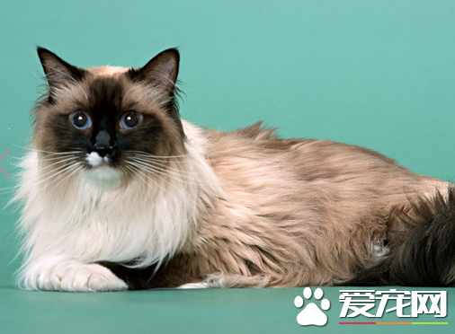 宠物猫为什么要绝育 家里做一次彻底的消毒