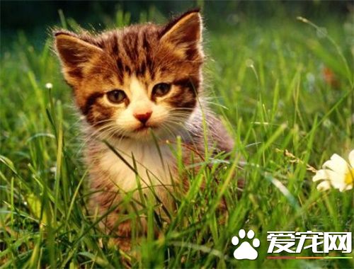 被猫咬伤了怎么办 应该在伤口的上端扎止血带