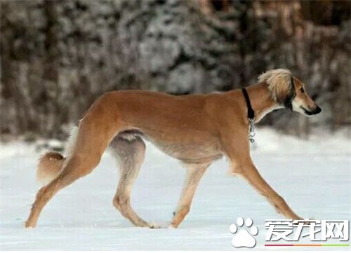 萨路基的价格 萨路基参考价格在2000左右