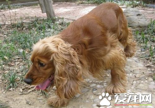 英国可卡犬的特征 英国可卡犬日常护理