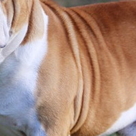 英国斗牛犬的毛发