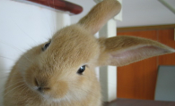 宠物兔子臭吗 宠物兔不臭的改善方法