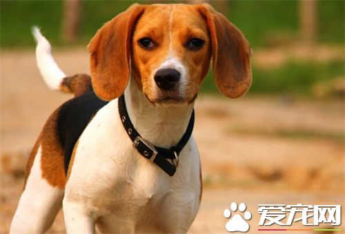 比格犬价格 比格犬普通的在1200到1600元