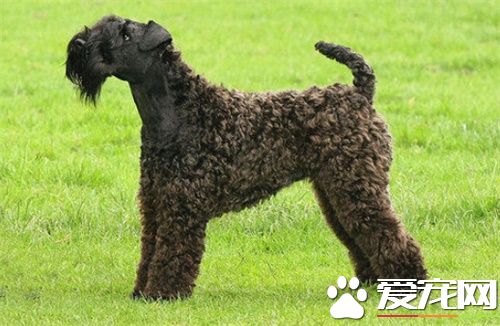 凯利蓝梗市场价 市场价格大约为1500到8000元