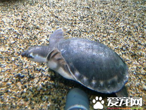 猪鼻龟怎么挑选 购买猪鼻龟需要注意事项