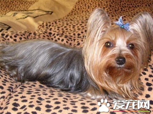 澳大利亚丝毛梗价格 普通的最低也要2000元