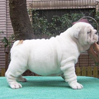 英国斗牛犬的整体描述