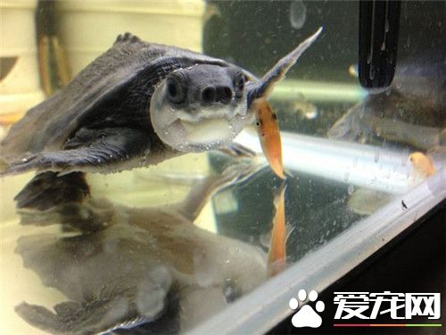 猪鼻龟皮肤溃烂 猪鼻龟皮肤溃烂的治疗方法