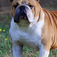 英国斗牛犬的胸部