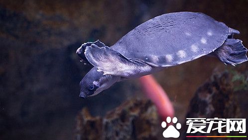 猪鼻龟脱皮怎么办 一般来说就是得了白点病