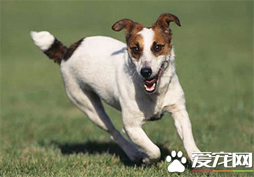 杰克罗素梗智商排名 位于世界狗狗智商的前列