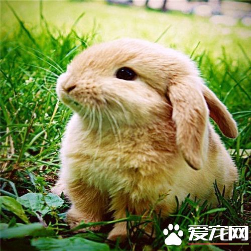 猫和兔子能一起养吗 猫和兔子能成为好朋友