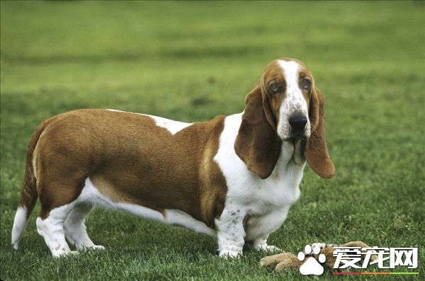 巴吉度猎犬市场价格 价格在2500到3500元一只