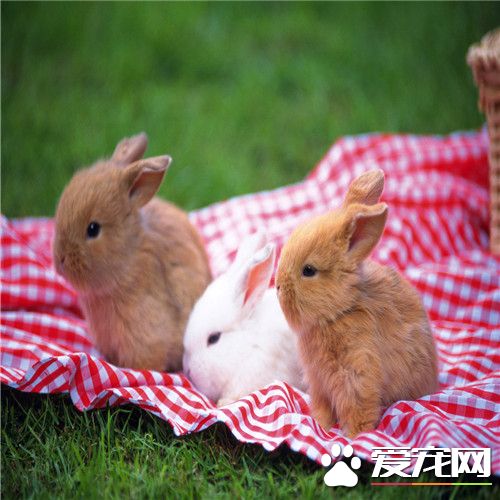 兔子脚皮炎怎么治 如何预防兔兔脚皮炎