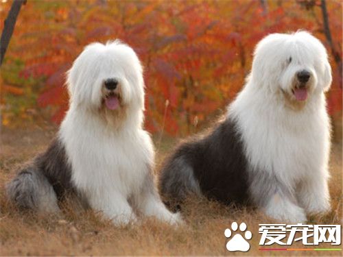 古代英国牧羊犬智商 在众多的牧羊犬排名的前列