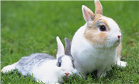 猫和兔子能一起养吗  猫和兔子能成为好朋友