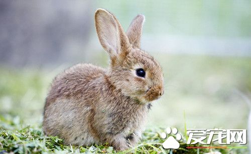 兔子的尿为什么是红色的 兔兔的尿应该是什么颜色