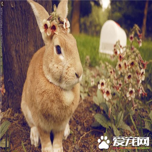 兔子生病的症状 宠物兔子感冒的症状