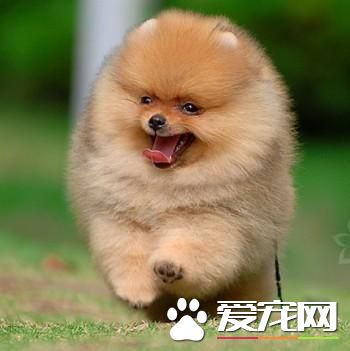 哈多利系博美犬价格 不同地区价格不同