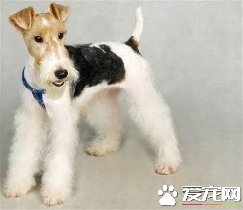 刚毛猎狐梗怎么剃毛 修毛方法及注意要点