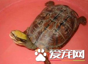 金钱龟最便宜多少钱 金钱龟价格都是上万元左右