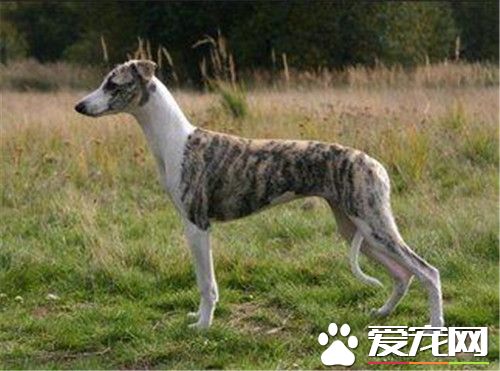 训练惠比特犬 惠比特犬力量训练要负重抗阻力练习