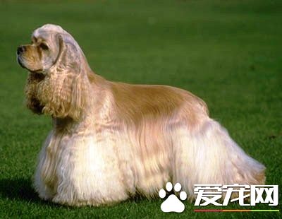 美国可卡犬的价格 一般纯种的价格在3000到8000之间