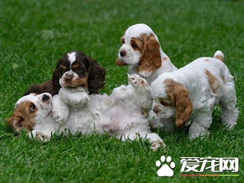 美国可卡犬英国可卡犬差别 美国可卡犬原产于美国