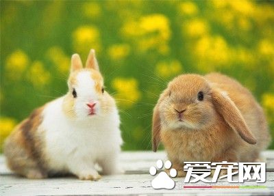 兔子的鼻炎怎么治 兔子鼻炎的治疗及预防措施