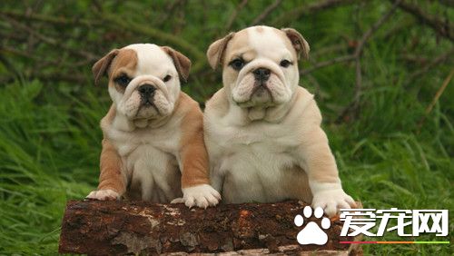 英国斗牛犬常见疾病 常见的几种斗牛犬疾病